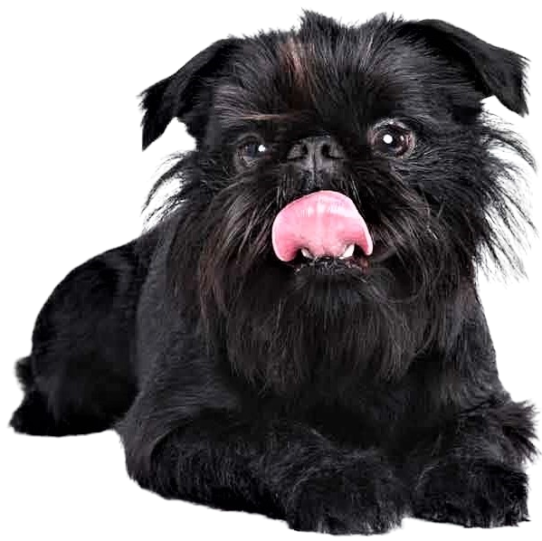 Affenpinscher Dog