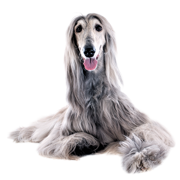 Afghan Hound Dog