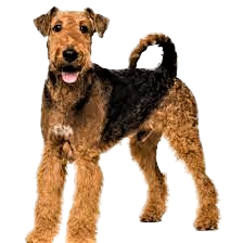 Airedale Terrier Dog