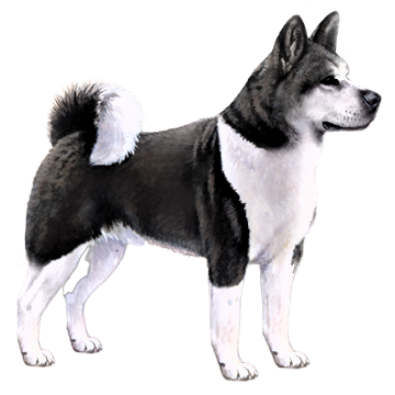 Akita Black And White Dog