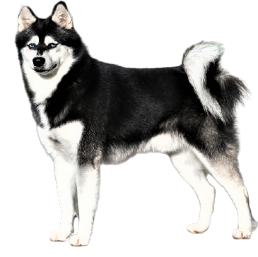 Alaskan Klee Kai Dog