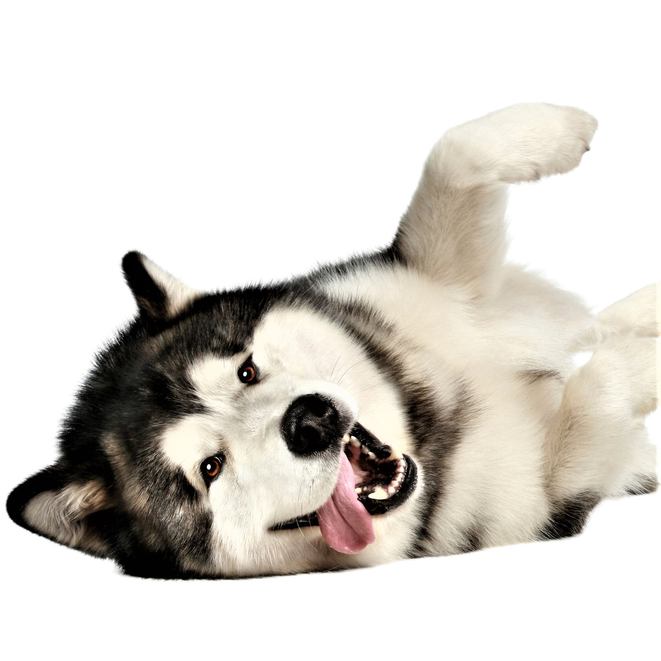 Alaskan Malamute Dog