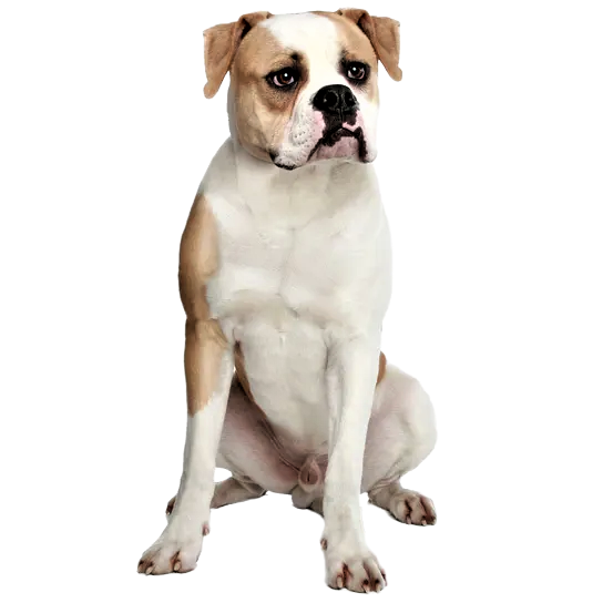 American Bulldog