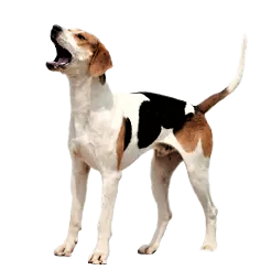 American English Coonhound Dog