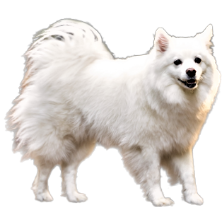 American Eskimo Dog