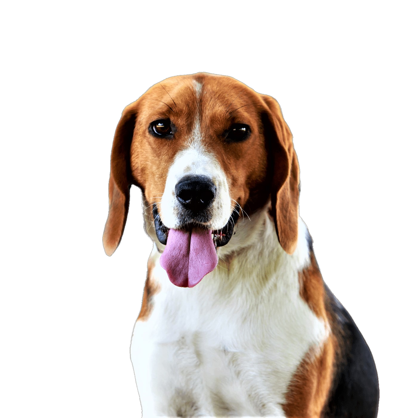 American Foxhound Dog