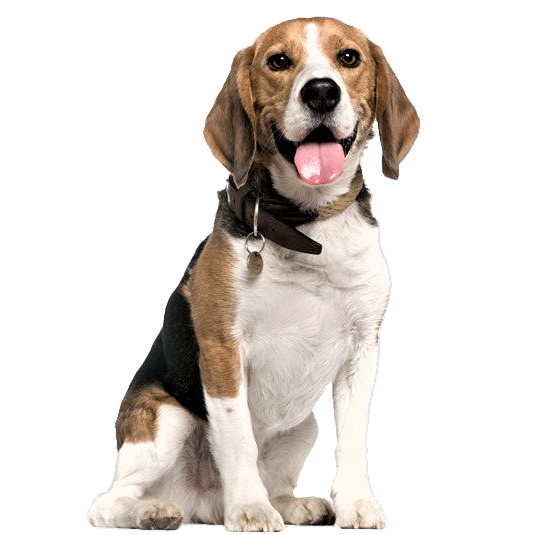 Beagle Dog