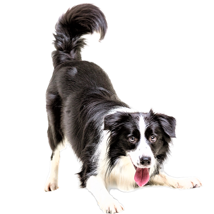 Border Collie Dog