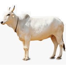 Cow - Pet