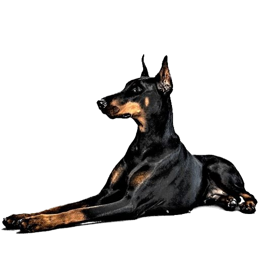 Doberman Dog