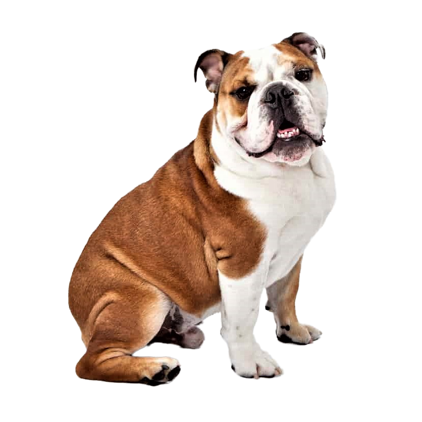 English Bulldog