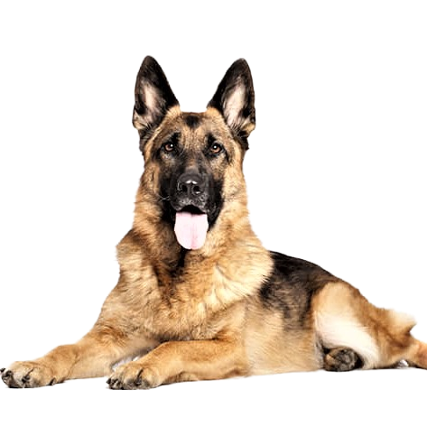 German Shepherd Dog