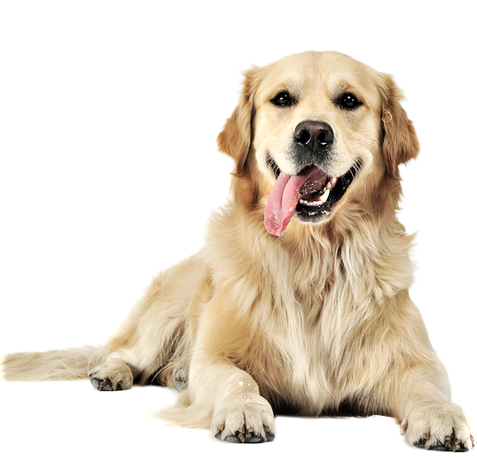 Golden Retriever Dog