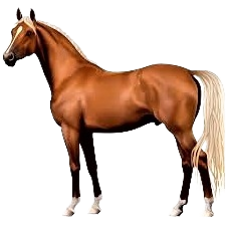 Horse - pet