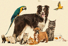 Which Pet Event Image