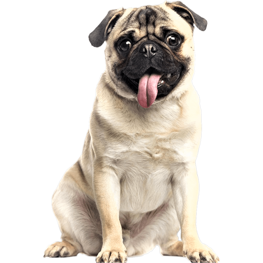 Pug Dog