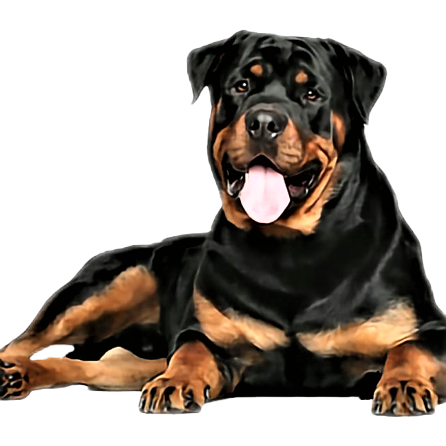 Rottweiler Dog