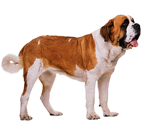 Saint Bernard Dog