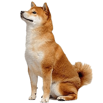 Shiba Inu Dog