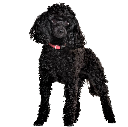 Standard Black Poodle Dog