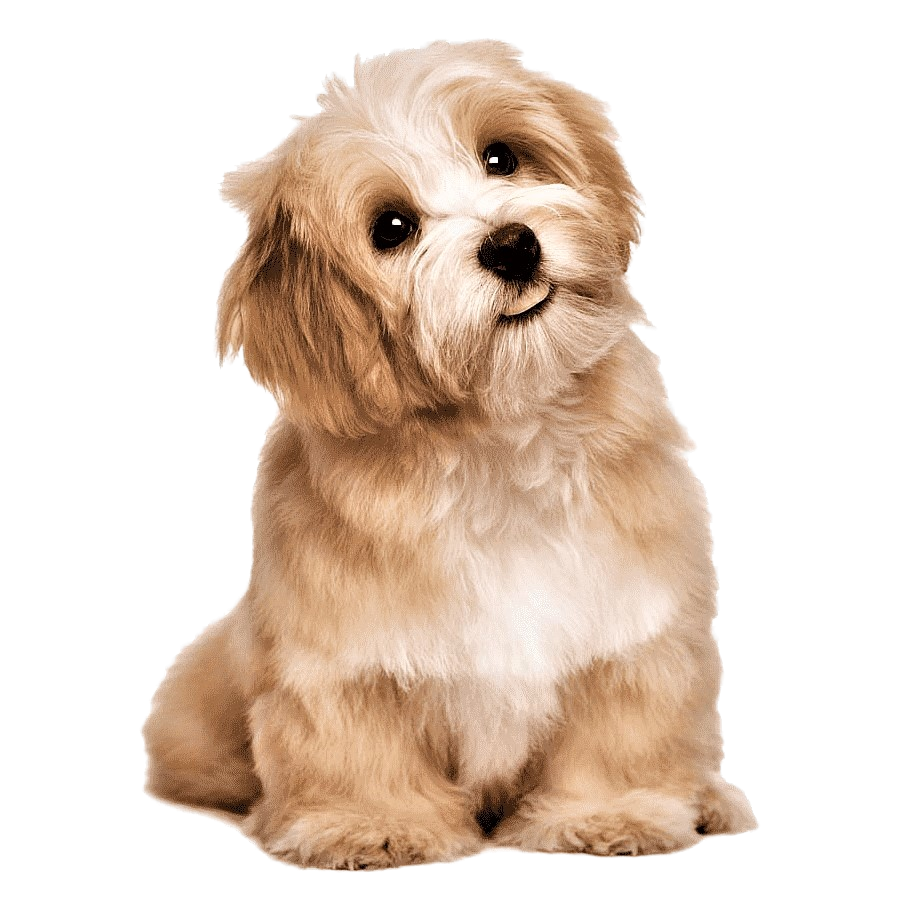 Brown Toy Poodle Dog